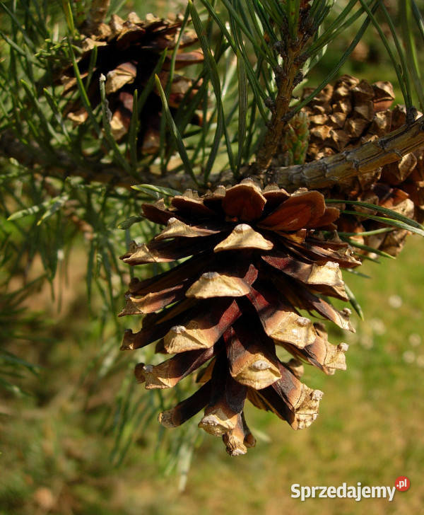 SOSNA POSPOLITA Pinus sylvestris NASIONA 20000