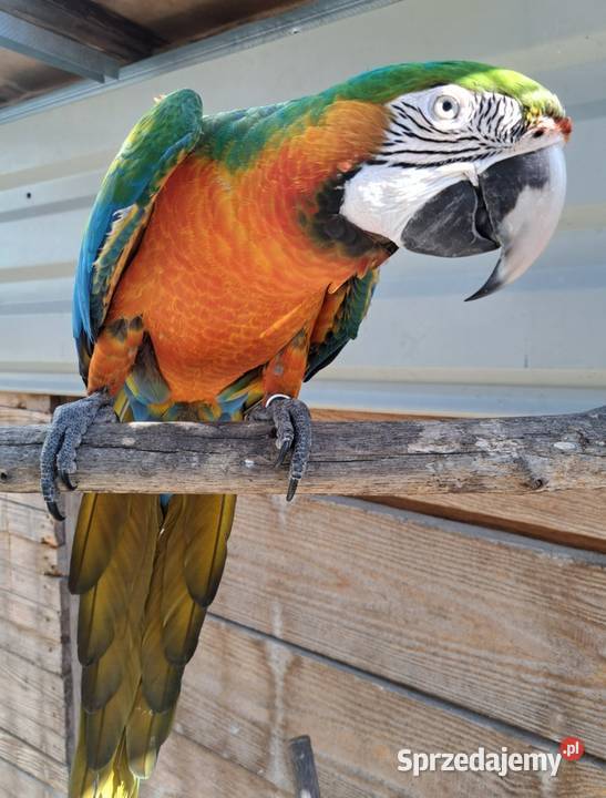 Harlequin x Macao dorosła para Ptaki Skokowa