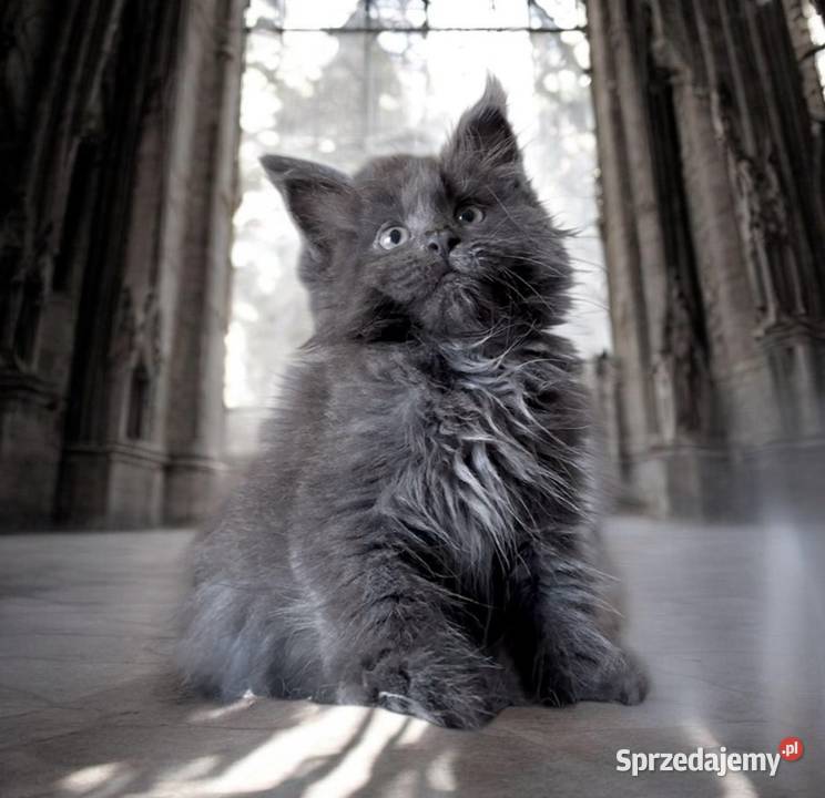 Maine Coon kotki