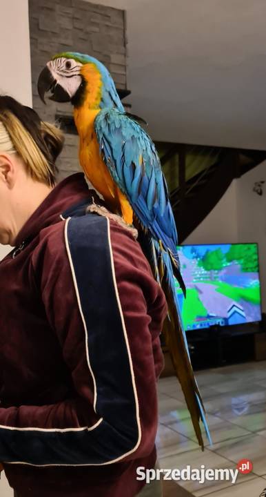 Ara Ararauna samiczkazamiana na auto zachodniopomorskie Steklno