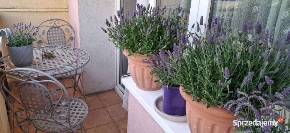 2 pokoje 48 m z balkonem Szczecin pętla 300 m balkon