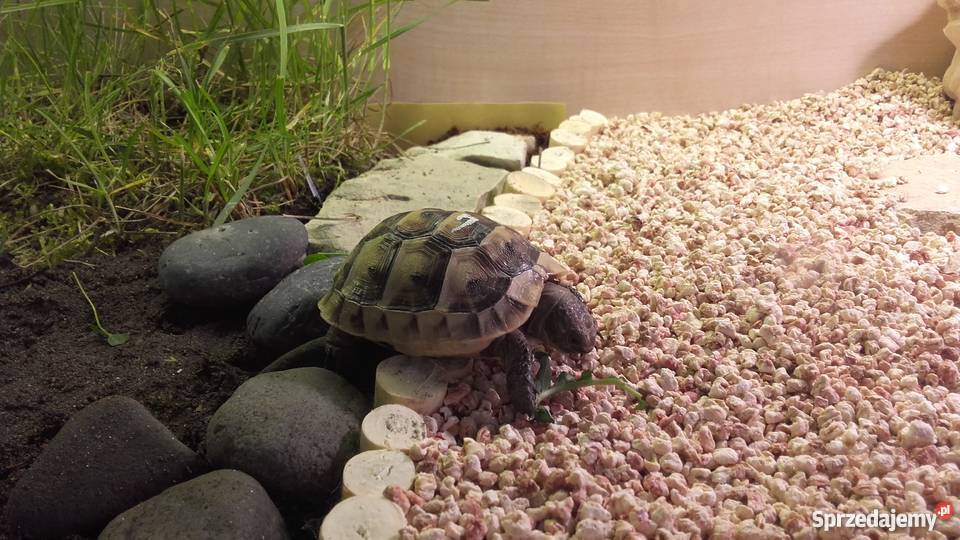 Żółw lądowy śródziemnomorski mauretański Kędzierzyn-Koźle