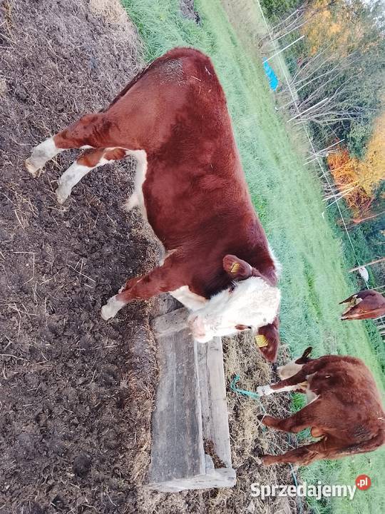 Byczki odsadki 100 Hereford