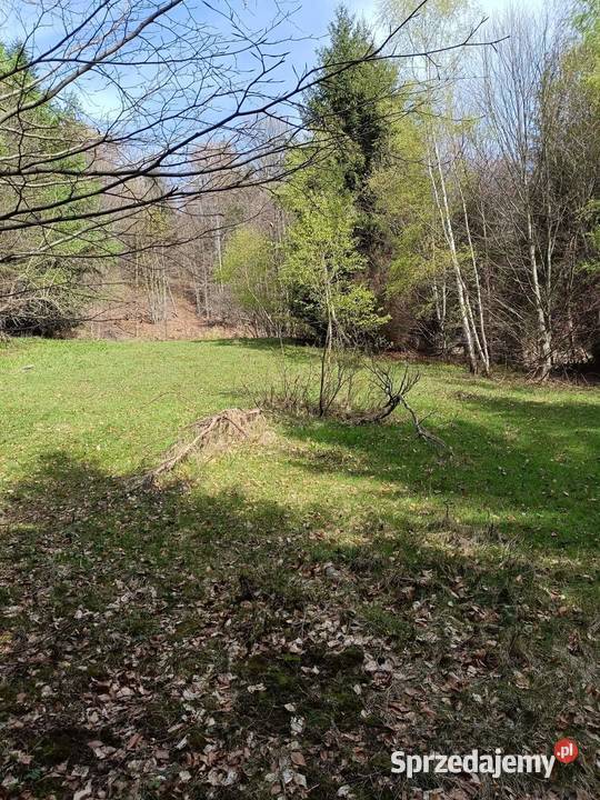 Sprzedam Las działkę 12ha Sprzedaż