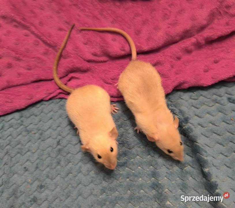 Dwa Szczury Dumbo Syjamskie Rasowe REX dolnośląskie Legnica