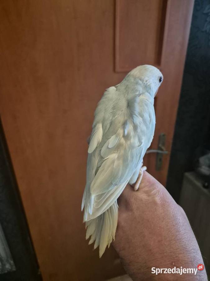 Aleksandretta Obrożna Ręcznie Karmiona