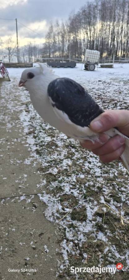 Zamienie samca mewki na samiczke Niedźwiedza