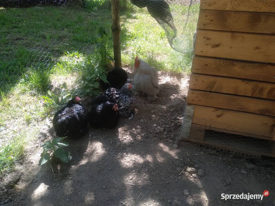 Jaja lęgowe karzełek łapciaty kochin karzełek Krzemienica