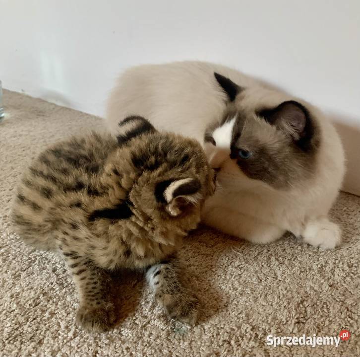 Serwal Afrykański Serval karmiony butelką sprzedam