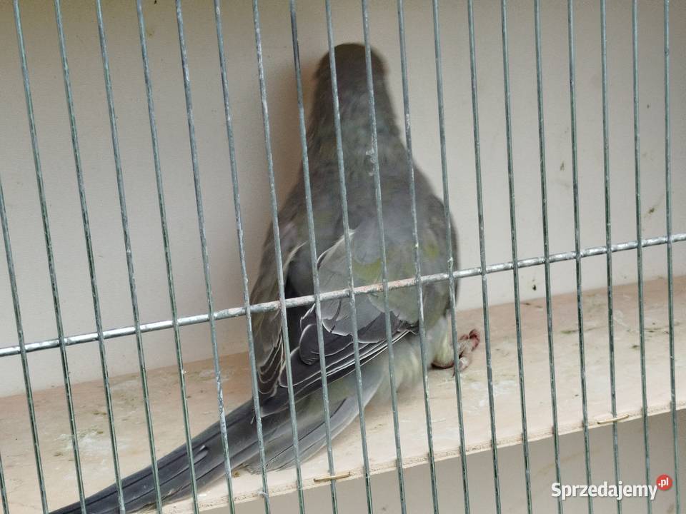 Aleksandretta stalowozielona GO 2025 r