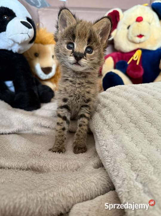 Serval afrykański młode butelka Łomża