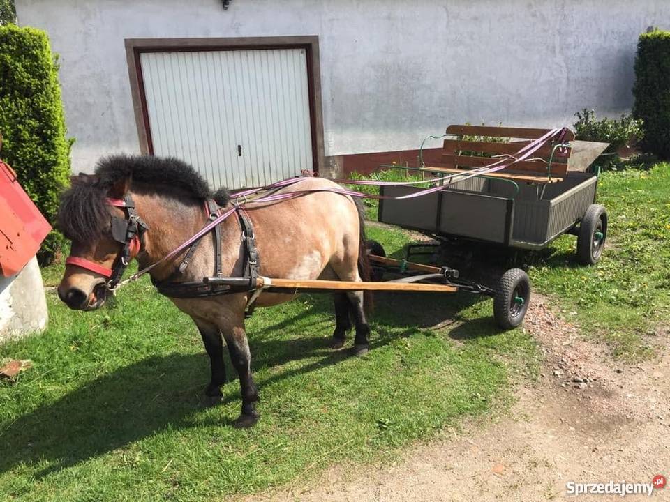 Kucyk wałach bryczka kujawsko-pomorskie Szabda