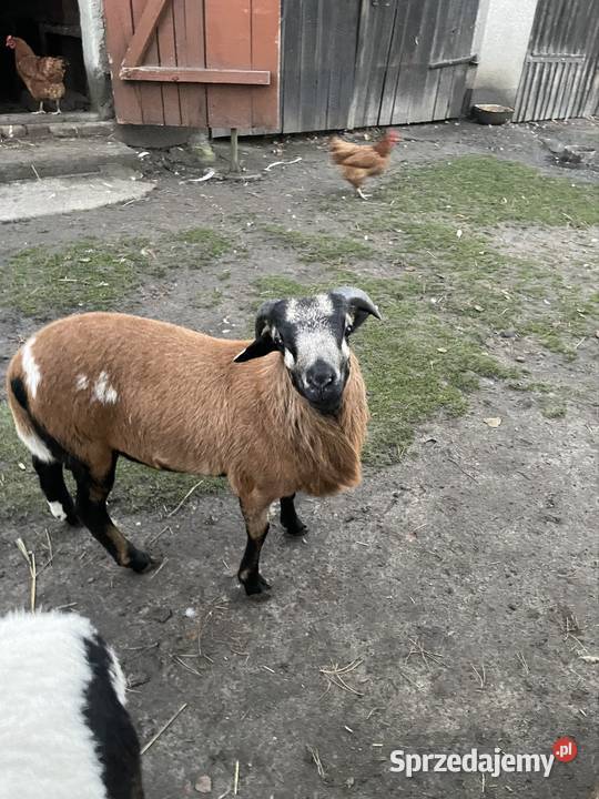 Owce Kamerunskie Dobra Nadzieja