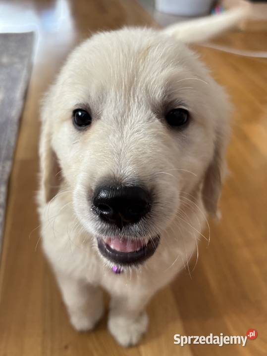Szczenięta Golden Retriever ZKwP FCI