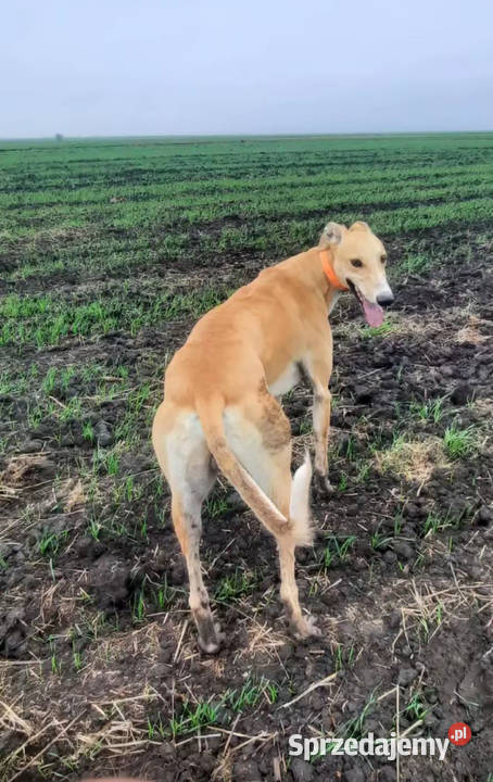 Chart greyhund Jędrzejów sprzedam