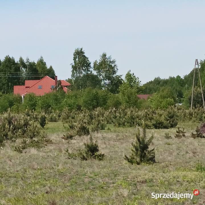 sprzedam działkę budowlaną w Międzyborowie budowlana Międzyborów