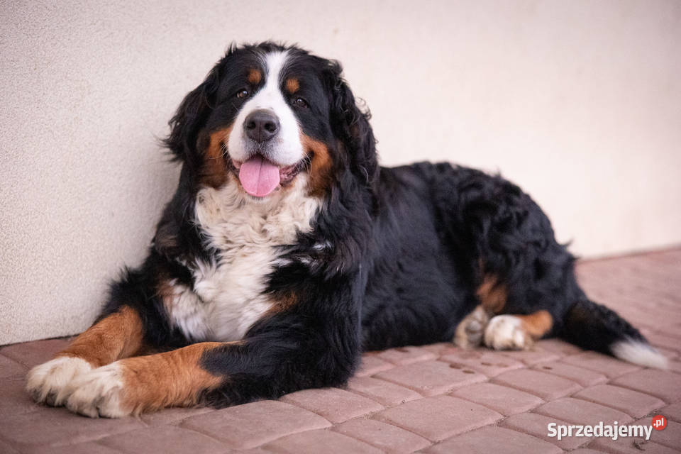 Szczeniaki Berneński Pies Pasterki Podlasie Berneński Pies Pasterski Suwałki