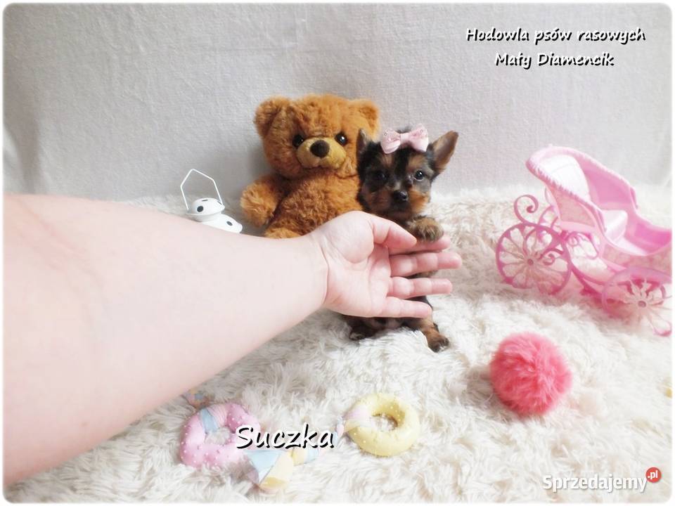 Maleńka suczka York Yorkshire Terrier z Żary