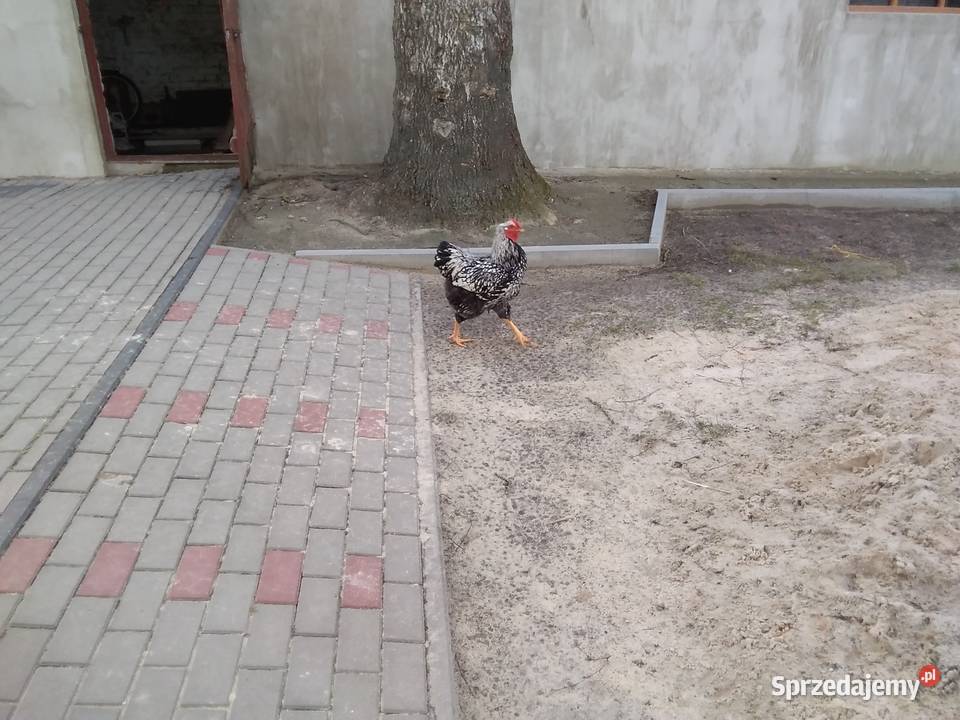 Koguty Wyandolle srebrnouskie