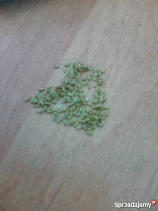 Damiana Turnera diffusa nasiona