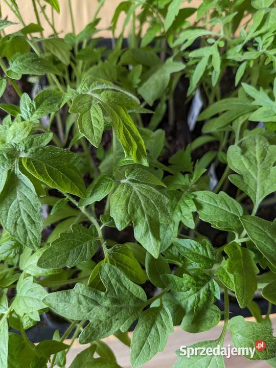 Pomidor Kutasik Penis rosyjski sadzonki nasiona sprzedam