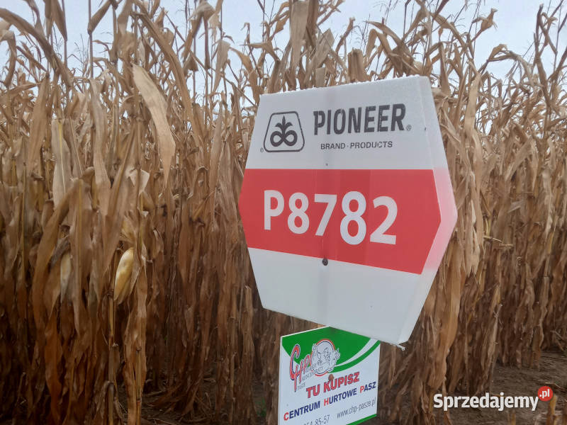 Nasiona kukurydzy Pioneer P8782 FAO K260 Zboża Jeziora Wielkie