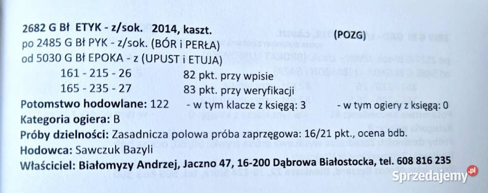 Ogier zimnokrwisty sokólski ETYK 83pkt podlaskie Dąbrowa Białostocka
