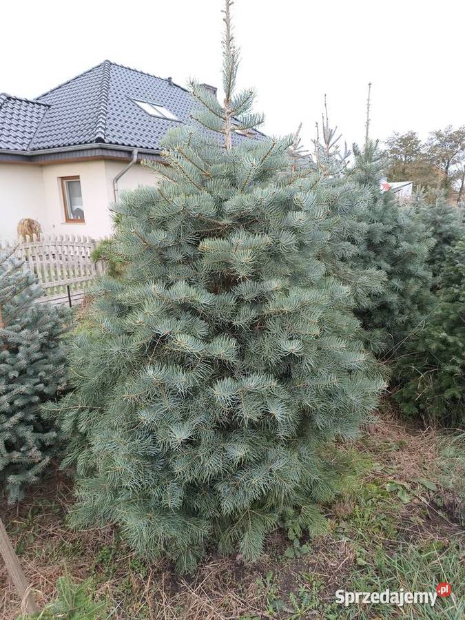 Choinki jodła kaukaska świerk srebrny Julianpol