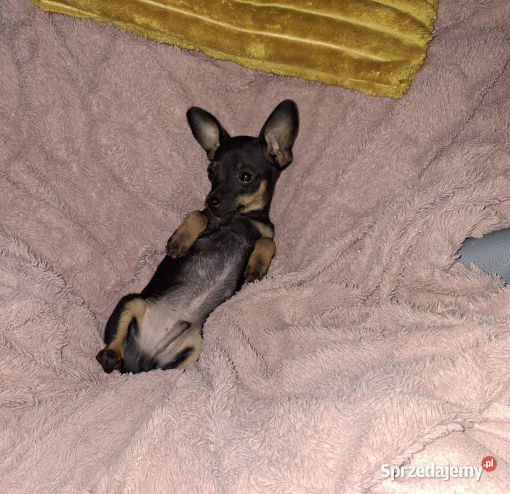 Spajki Ratlerek pinczerek miniaturka Jasło