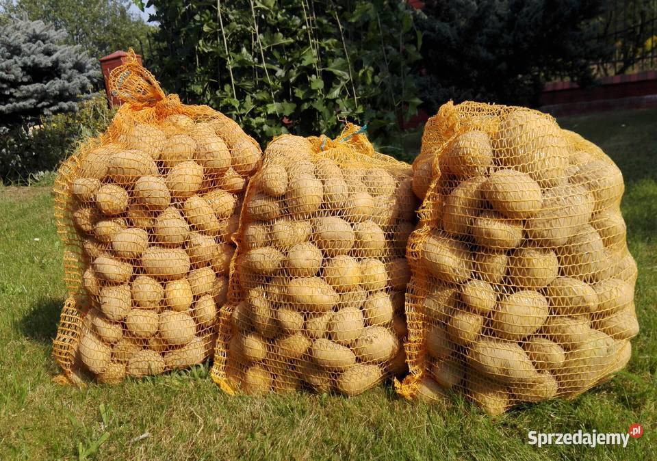 Ziemniaki QUEEN ANNE GALA Kartofle Marchew Ozimek