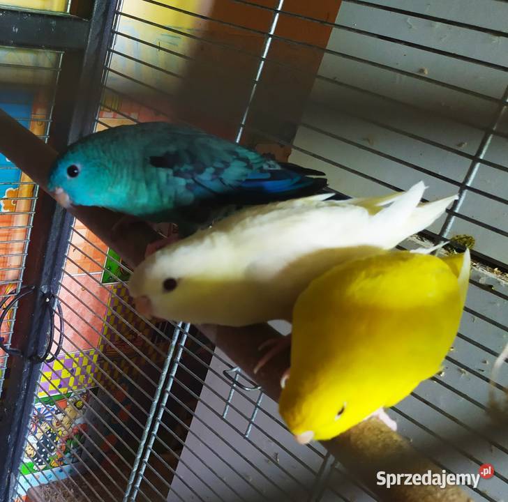 Katarzynka ajmarka prążkowana sprzedam