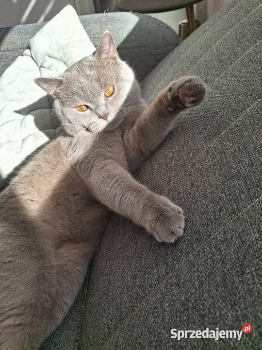 Kocur Brytyjski krótkowłosy reproduktor Chełm