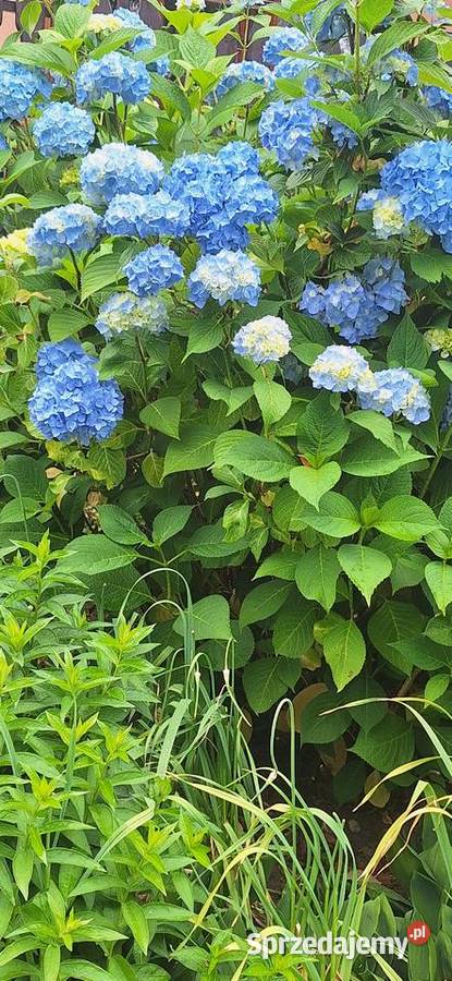 Hortensja ogrodowa Przyszowa