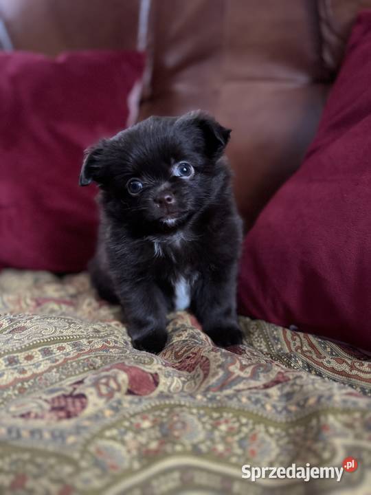 Czekoladowa dziewczynka Pomchi Szpic chihuahua Kalisz