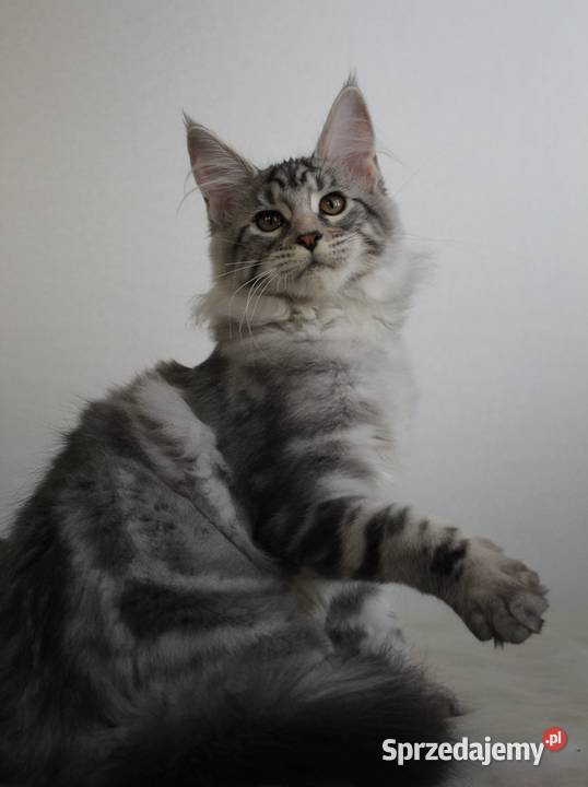Dwie koteczki maine coon