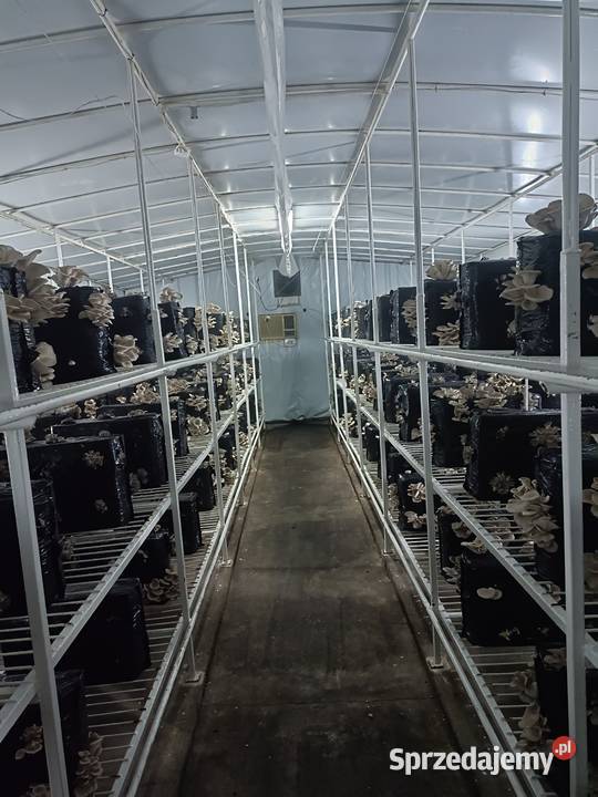 Boczniaki Wielichowo