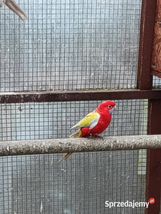 Sprzedam papugi Leszno