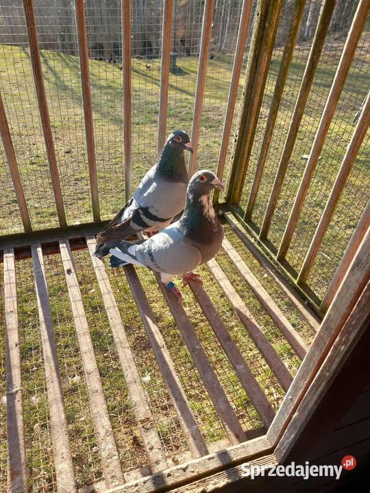 Gołębie pocztowe Ptaki Jodłowa