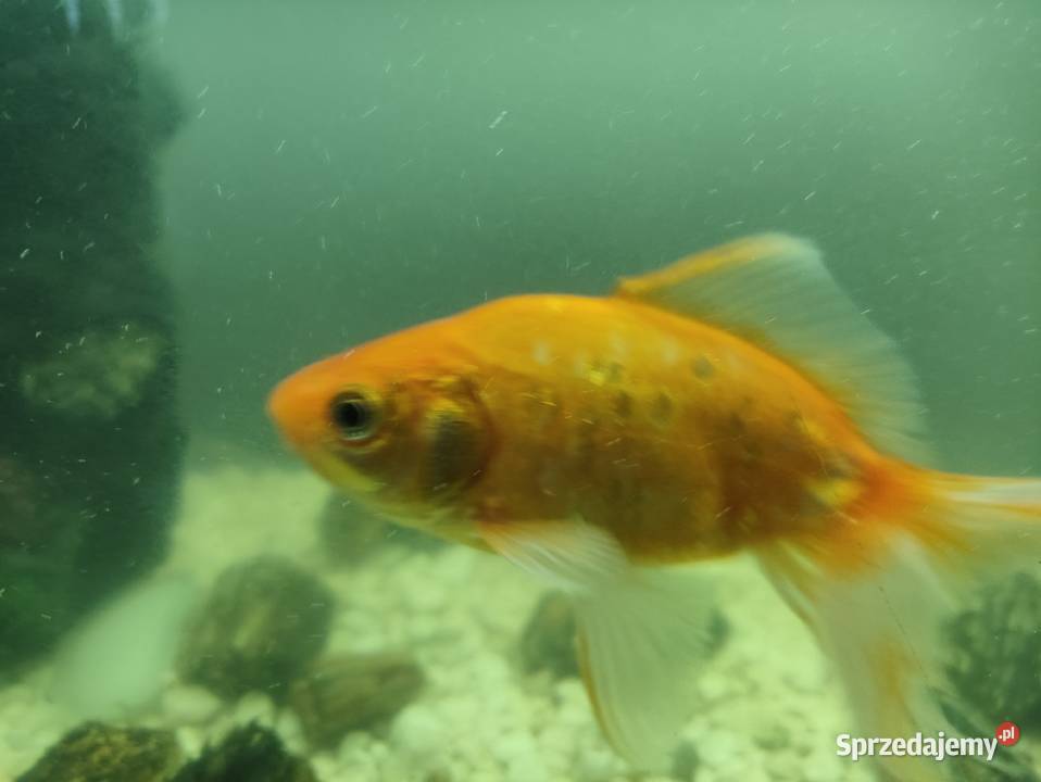 Welonek lubelskie Werbkowice