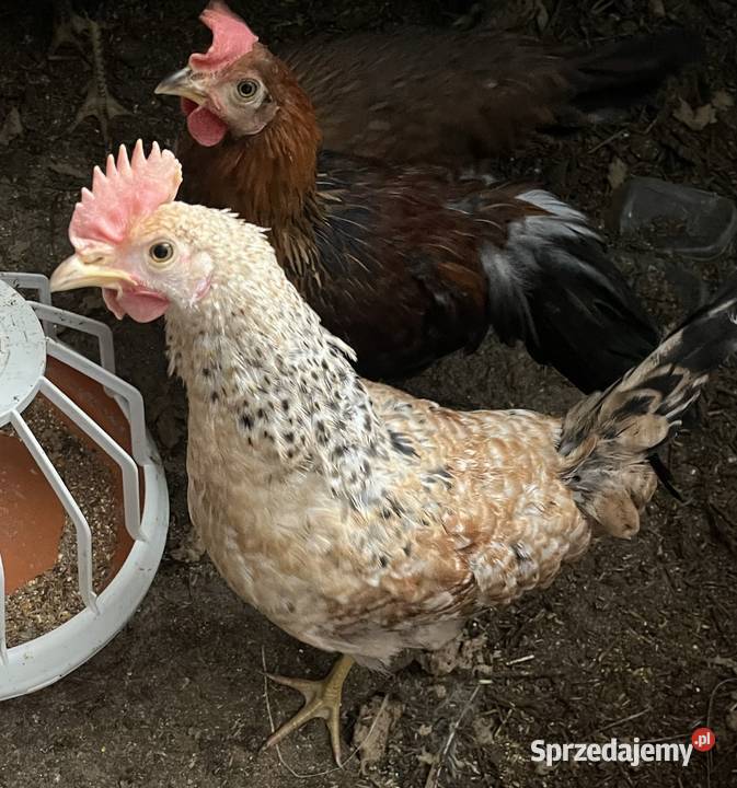 Koguty zielononóżki green shell Radzanów