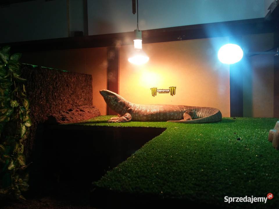 Waran stepowy Bydgoszcz