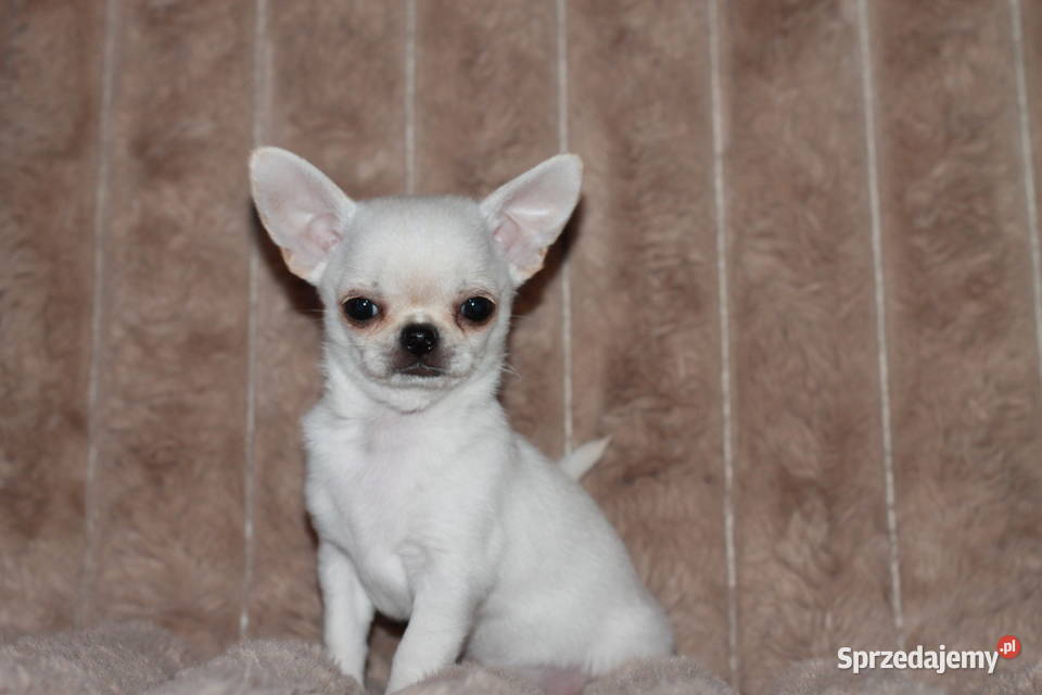 Chihuahua ZKwP FCI prawdziwy rodowód Świnoujście
