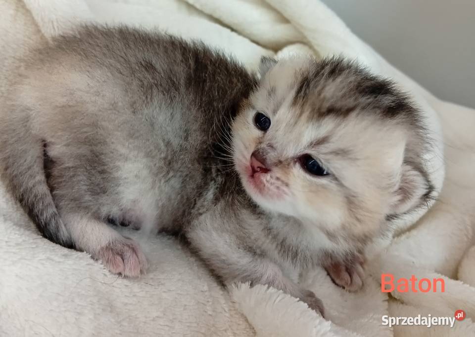 Cudowne Kocie Maleństwa Szkockie Szynszyle Brytyjski Katowice