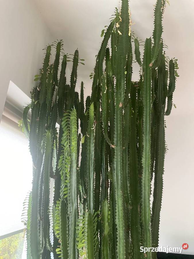 Ogromny i imponujący wilczomlecz do dużego Pozostałe Szczecin