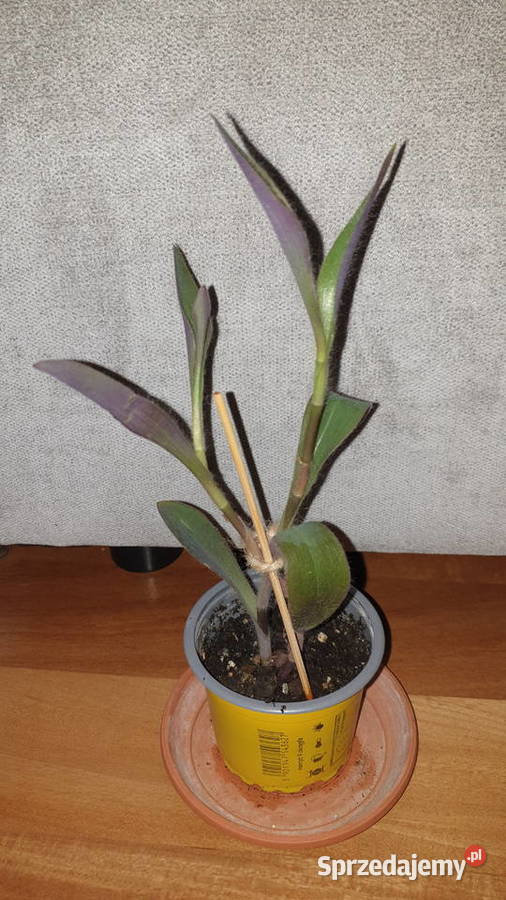 Setkrezja purpurowatrzykrotka wys 29 Warszawa