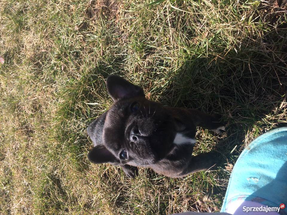 Buldog Francuski Wrocław