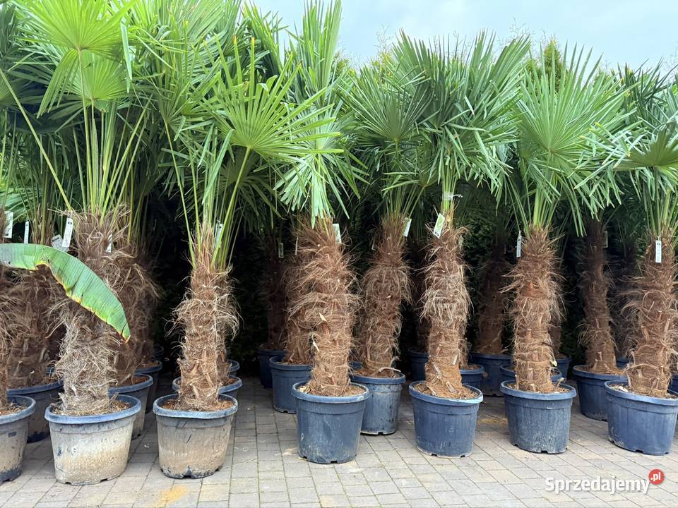 Palma mrozoodporna Trachycarpus fortunei do Częstochowa sprzedam