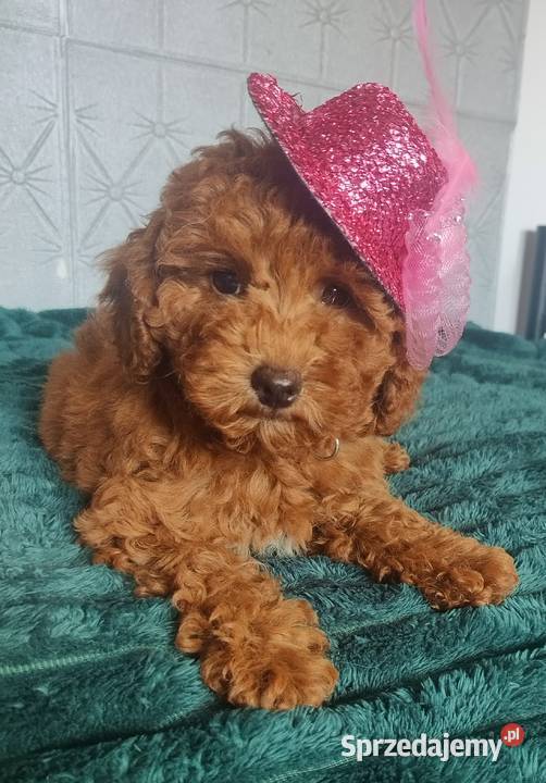 Suczki Pudel MiniaturaToy