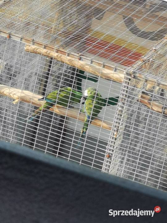 Ara Marakana Ary Marakana 2022r Para wielkopolskie Grodzisk Wielkopolski