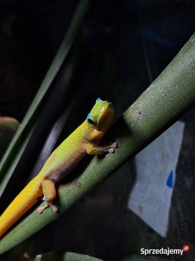 Phelsuma laticauda jaszczurka gekon terrarium